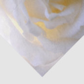 Witte roos zachte focus tissuepapier (Detail)