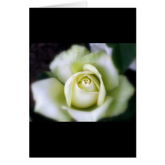 Witte Roos Zachte Focus Wenskaart (Voorkant)