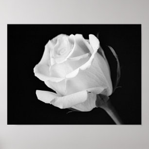 Witte Roos Zwart en Wit Fotografisch Kunstwerk Poster