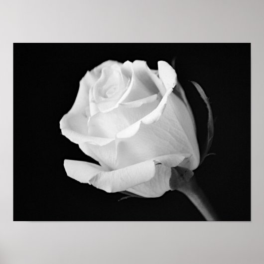 Witte Roos Zwart en Wit Fotografisch Kunstwerk Poster (Voorkant)