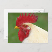 Witte Rooster met rood Briefkaart (Voorkant / Achterkant)