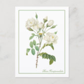 Witte Rosa Campanulata Redoute Ansichtkaart Briefkaart (Voorkant)