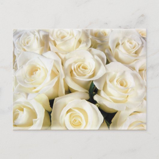 Witte Rose Elegantie Briefkaart (Voorkant)