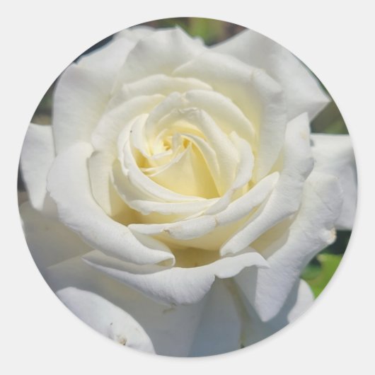 Witte Rose Stickers (Voorkant)