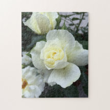 Witte Rose Tuin Foto