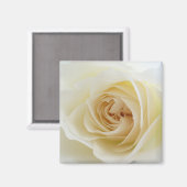Witte Rose Vierkante Magneet 001 (Voorkant / Achterkant)