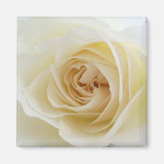 Witte Rose Vierkante Magneet 001