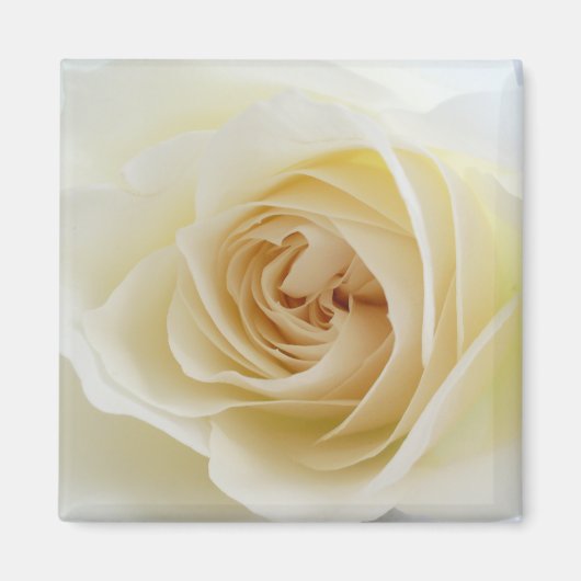 Witte Rose Vierkante Magneet 001 (Voorkant)