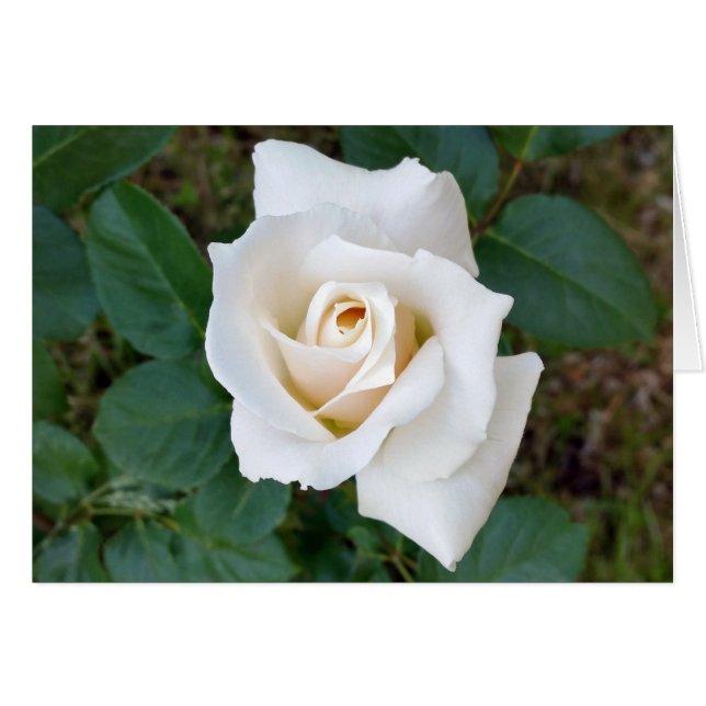 witte rosebud (Voorkant Horizontaal)