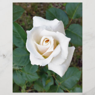 witte rosebud