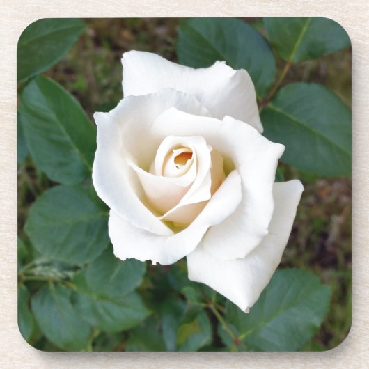 witte rosebud drankjes onderzetter (Voorkant)