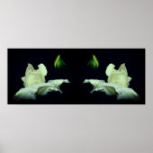 Witte Rosebud Flower Mirror Abstract Poster (Voorkant)