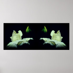 Witte Rosebud Flower Mirror Abstract Poster