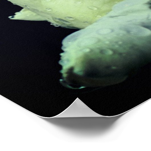 Witte Rosebud Flower Mirror Abstract Poster (Hoek)