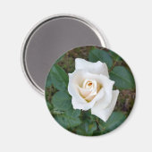 witte rosebud magneet (Voorkant / Achterkant)