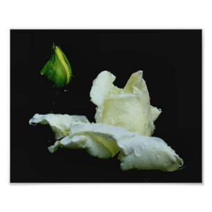 Witte rosebud met regendruppels 8x10 bloem foto afdruk