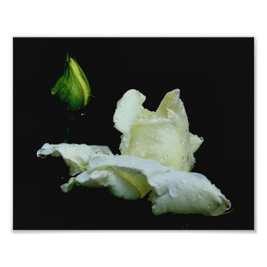 Witte rosebud met regendruppels 8x10 bloem foto afdruk (Voorkant)