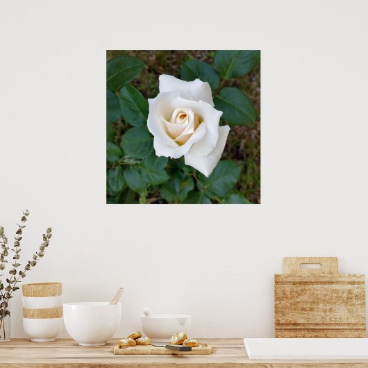 witte rosebud poster (Keuken)