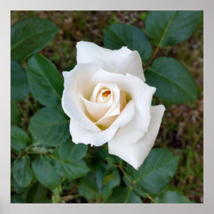 witte rosebud poster