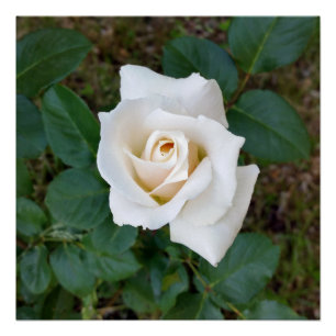 witte rosebud poster