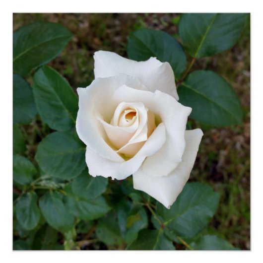 witte rosebud poster (Voorkant)