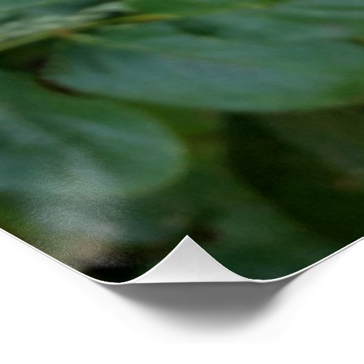 witte rosebud poster (Hoek)