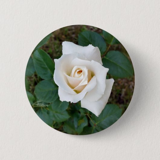 witte rosebud ronde button 5,7 cm (Voorkant)