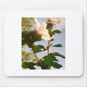 Witte roze bloemen in de blauwe hemel muismat