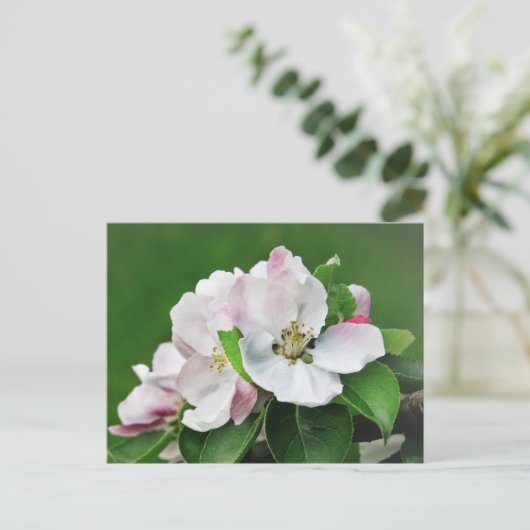 Witte roze bloesem Briefkaart appelboom (Staand voorkant)