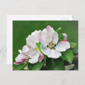 Witte roze bloesem Briefkaart appelboom (Voorkant / Achterkant)