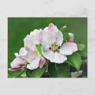 Witte roze bloesem Briefkaart appelboom