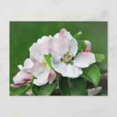 Witte roze bloesem Briefkaart appelboom (Voorkant)