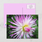 Witte roze dahlia - Briefkaart (Voorkant / Achterkant)