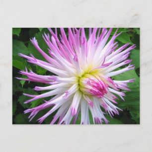 Witte roze dahlia - Briefkaart