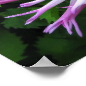 Witte roze dahlia - Poster (Hoek)