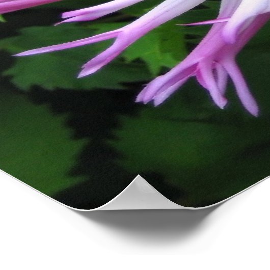 Witte roze dahlia - Poster (Hoek)