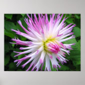 Witte roze dahlia - Poster (Voorkant)