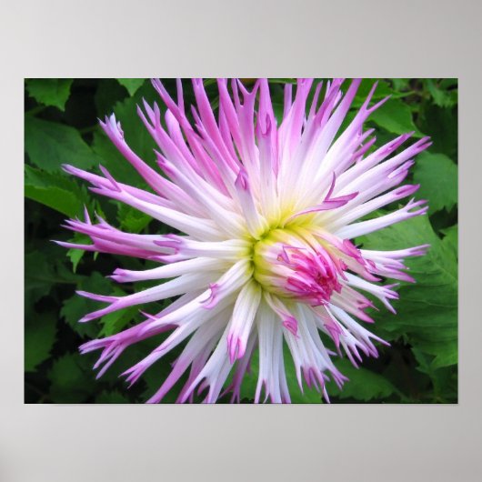Witte roze dahlia - Poster (Voorkant)