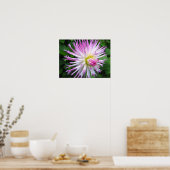 Witte roze dahlia - Poster (Keuken)