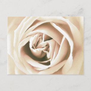 Witte roze druk briefkaart