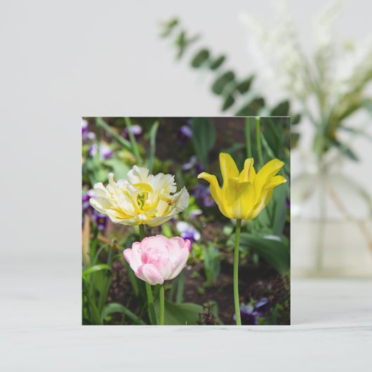 Witte, roze en gele tulpen in de tuin (Staand voorkant)