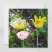 Witte, roze en gele tulpen in de tuin (Voorkant)
