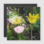 Witte, roze en gele tulpen in de tuin (Voorkant / Achterkant)