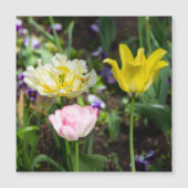 Witte, roze en gele tulpen in de tuin (Voorkant)