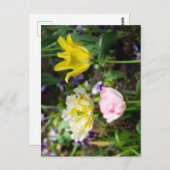 Witte, roze en gele tulpen in de tuin  briefkaart (Voorkant / Achterkant)