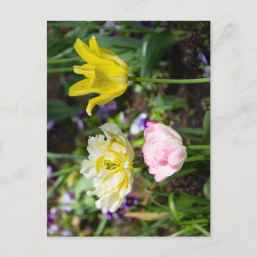 Witte, roze en gele tulpen in de tuin  briefkaart (Voorkant)