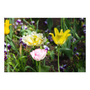 Witte, roze en gele tulpen in de tuin foto afdruk