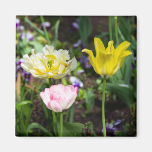 Witte, roze en gele tulpen in de tuin magneet