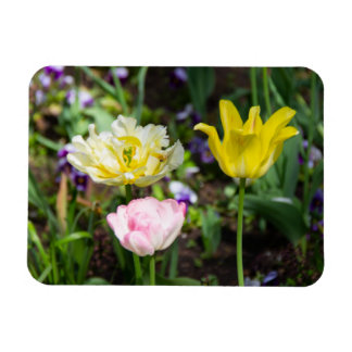 Witte, roze en gele tulpen in de tuin magneet