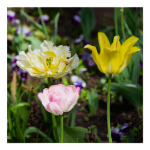 Witte, roze en gele tulpen in de tuin perfect poster